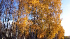 Nature autumn siberia