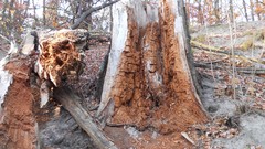 Nature autumn tree trunk