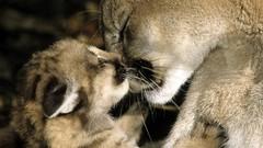 Nature baby animals mountain lions