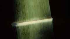 Nature bamboo Plants