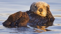 Nature bay California Monterey Otters sanctuary US Marines Corps