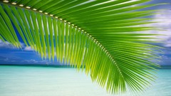 Nature Beaches leaf palm leaves