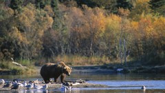 Nature Bears rivers forests brown bears