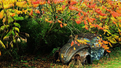 Nature Beetles volkswagen beetle