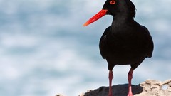 Nature Birds African Black Oystercatcher Oystercatcher
