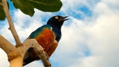 Nature Birds animal world