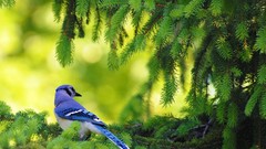 Nature Birds animal world