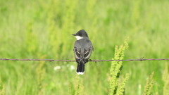 Nature Birds Animals barbed
