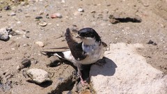 Nature Birds Animals mud