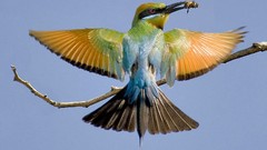 Nature Birds Bee Eaters