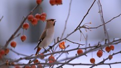 Nature Birds Berries cedar waxwing