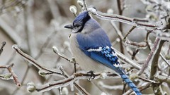 Nature Birds blue jay
