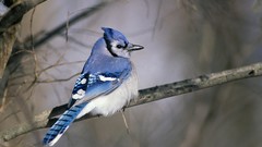 Nature Birds blue jay