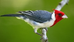 Nature Birds cardinal