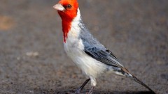 Nature Birds cardinal