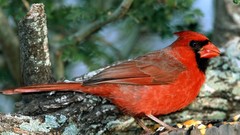 Nature Birds cardinal Northern