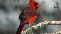 Nature Birds cardinal Northern