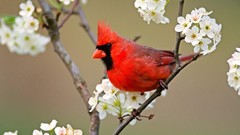 Nature Birds cardinal white