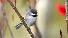 Nature Birds chickadee