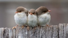 Nature Birds Chickens wren