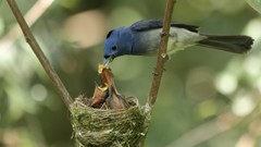 Nature Birds close-up nest flycatcher baby birds Blue 