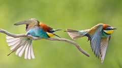 Nature Birds conflict Bee Eaters