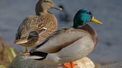 Nature Birds Ducks animal world mallard