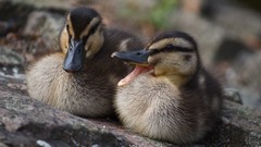 Nature Birds Ducks duckling