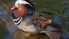 Nature Birds Ducks mandarin