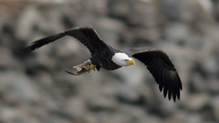Nature Birds Eagles american eagles