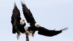 Nature Birds Eagles bald