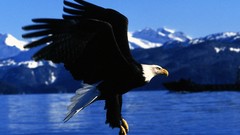 Nature Birds Eagles bald