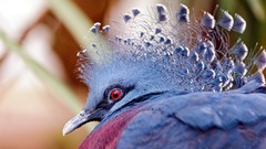 Nature Birds feathers red eyes Victoria Crowned Pigeon