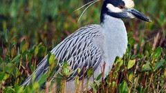 Nature Birds feathers sitting herons