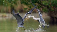 Nature Birds Fighting herons water splash