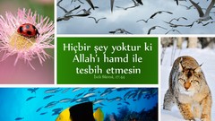 Nature Birds fish Islam quran Allah