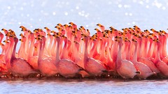 Nature Birds flock flamingos