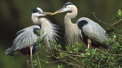 Nature Birds Florida herons