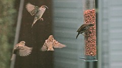 Nature Birds flying feeding