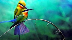 Nature Birds forests Bee Eaters