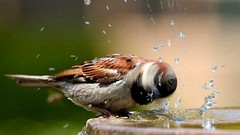 Nature Birds fountain