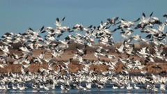 Nature Birds geese wildlife