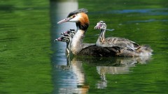 Nature Birds great crested grebe