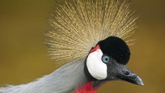 Nature Birds Grey Crowned Crane