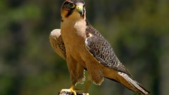 Nature Birds hawks depth of field