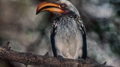 Nature Birds Hornbill