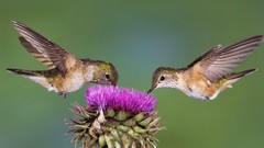 Nature Birds hummingbirds cactus flowers