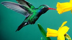 Nature Birds hummingbirds daffodils