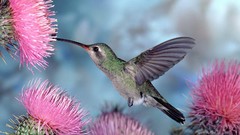 Nature Birds hummingbirds wildlife iridescence cactus flowers