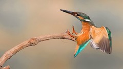 Nature Birds kingfisher